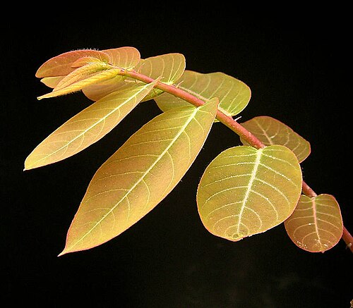 Phyllanthus mirabilis: Phyllanthus mirabilis