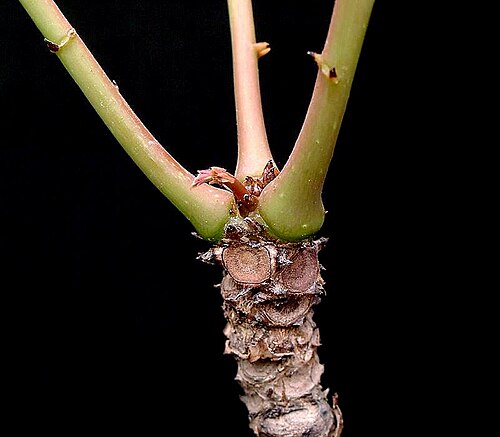 Phyllanthus mirabilis: Phyllanthus mirabilis
