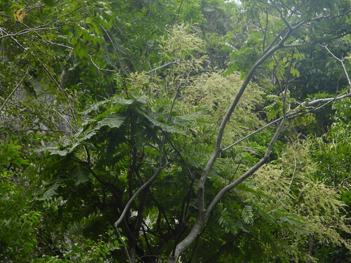 Phyllanthus mirabilis (Phyllanthus mirabilis)