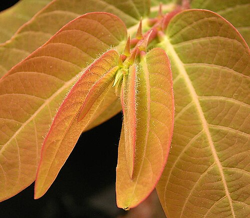 Phyllanthus mirabilis: Phyllanthus mirabilis