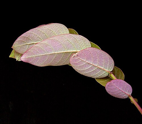 Phyllanthus mirabilis: Phyllanthus mirabilis