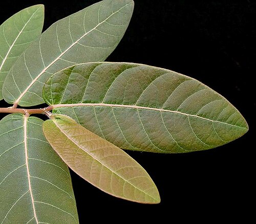 Phyllanthus mirabilis: Phyllanthus mirabilis