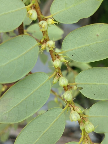 Phyllanthus mirabilis (Phyllanthus mirabilis)