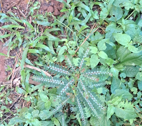 Niruri (Phyllanthus niruri)