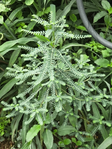 Niruri (Phyllanthus niruri)