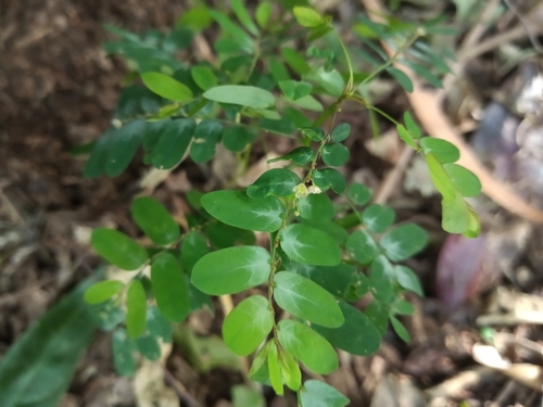 Niruri (Phyllanthus niruri)