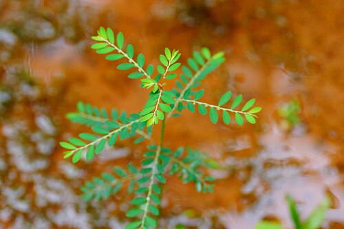 Niruri: Phyllanthus niruri