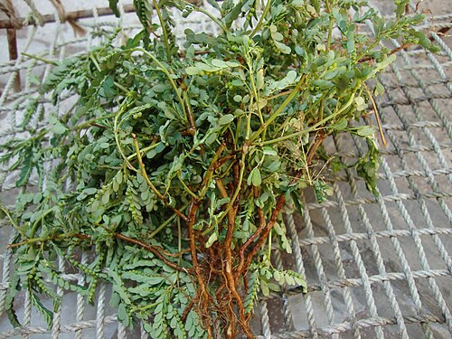 Niruri: Phyllanthus niruri એવું વૈજ્ઞાનીક નામ ધરાવતો આ ઔષધીય છોડ ગુજરાતી ભાષામાં "ભોંઆમલી (Bhoamali)" કે "ભોંઆંબલી" નામે ઓળખાય છે. આયુર્વેદમાં તેને "ભૂમિઅમલકી" તરીકે ઓળ