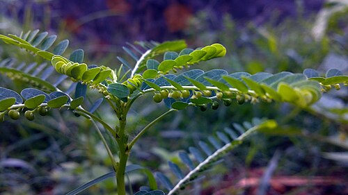 Niruri: Phyllanthus niruri