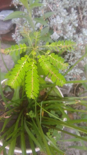 Niruri (Phyllanthus niruri)