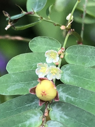 Niruri (Phyllanthus niruri)