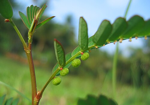 Niruri: Phyllanthus niruri - കീഴാർനെല്ലി