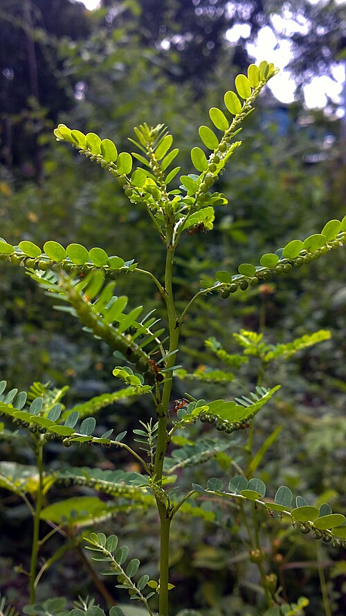 Niruri: Phyllanthus niruri