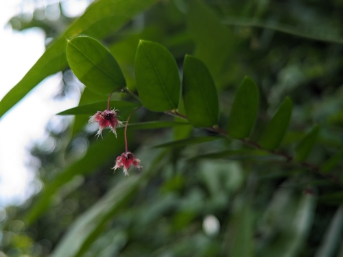 Tropical leaf-flower (Phyllanthus pulcher)