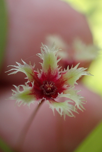 Tropical leaf-flower (Phyllanthus pulcher)