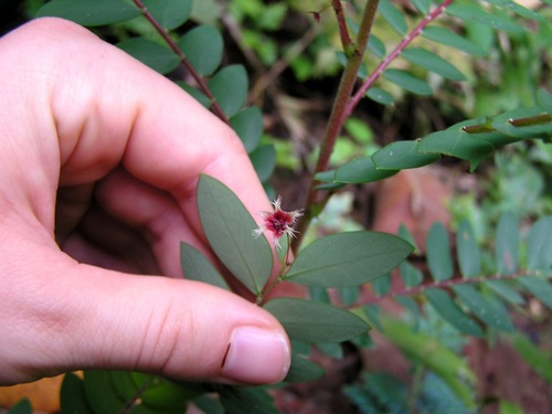 Tropical leaf-flower (Phyllanthus pulcher)