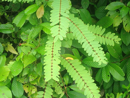 Tropical leaf-flower (Phyllanthus pulcher)