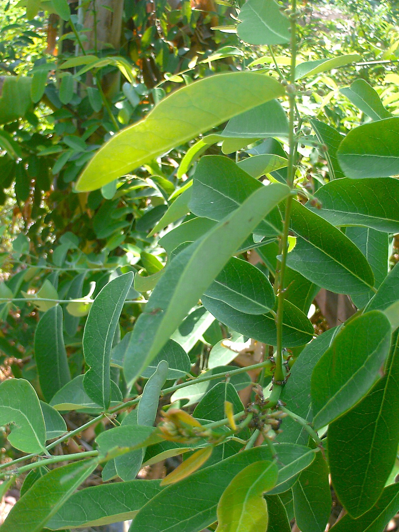 Phyllanthus reticulatus: Phyllanthus reticulatus