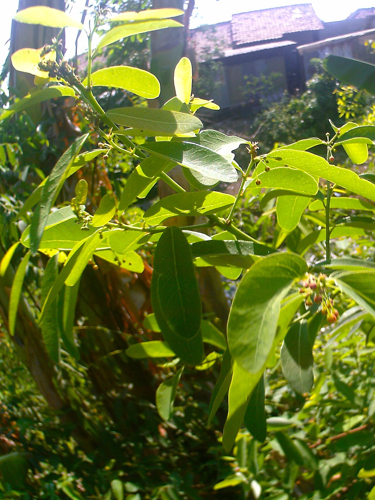 Phyllanthus reticulatus: Phyllanthus reticulatus