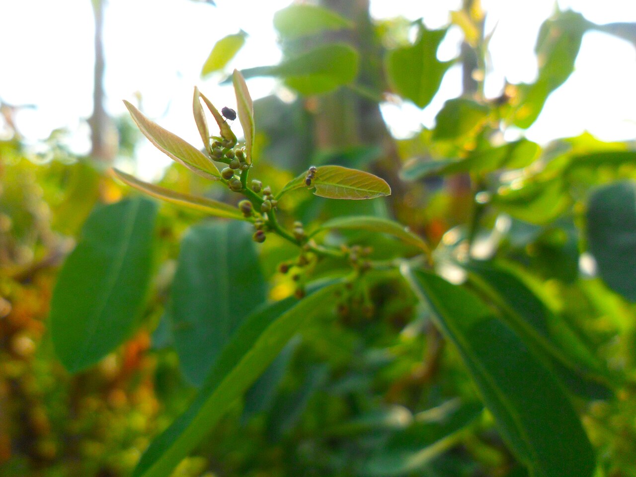 Phyllanthus reticulatus: Phyllanthus reticulatus
