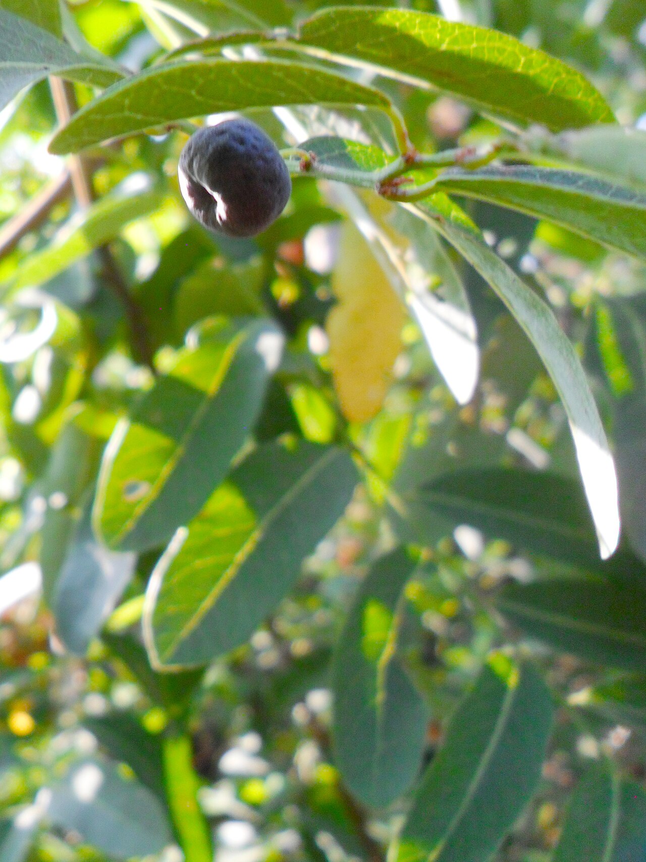 Phyllanthus reticulatus: Phyllanthus reticulatus