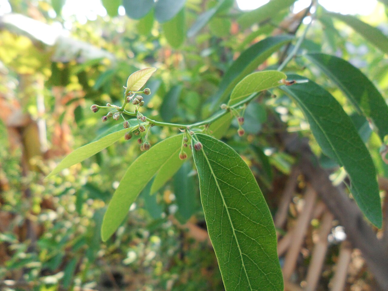 Phyllanthus reticulatus: Phyllanthus reticulatus