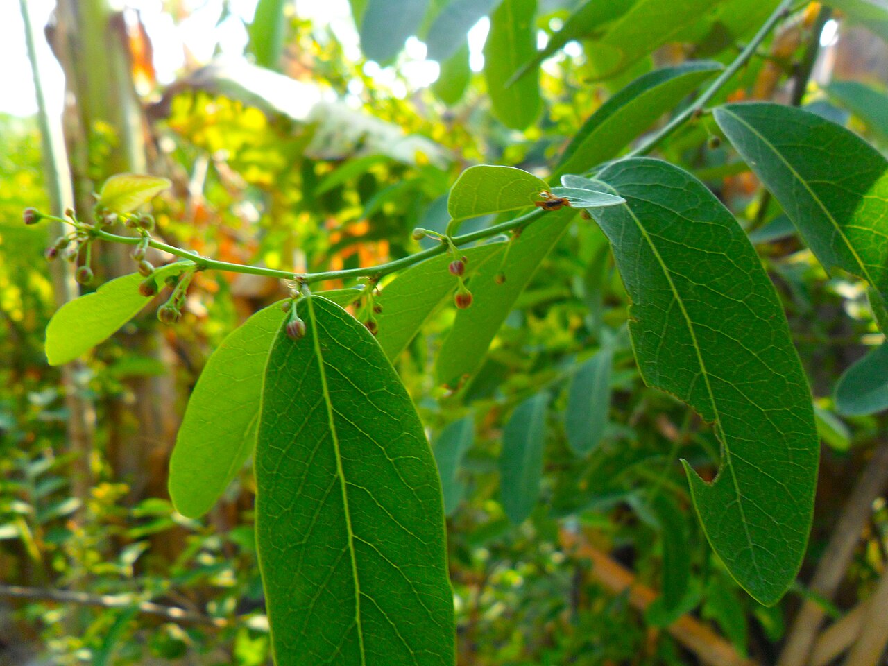 Phyllanthus reticulatus: Phyllanthus reticulatus
