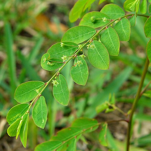 Mascarene Island leaf-flower: Scientific Name: Phyllanthus tenellus Roxb. Common Name: Mascarenes Leafflower Certainty: positive ( notes ) Location: Florida Keys; Upper Keys; Buttonwood Bay 
