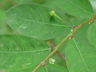Mascarene Island leaf-flower: Phyllanthaceae » Phyllanthus tenellus fil-LAN-thus -- meaning, flower leaf; it appears to flower from a leaf like stem ten-ELL-us -- meaning: small, delicate, t