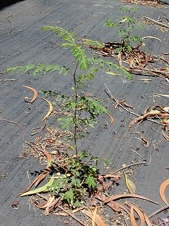 Mascarene Island leaf-flower: Phyllanthus tenellus (habit). Location: Maui, Makawao