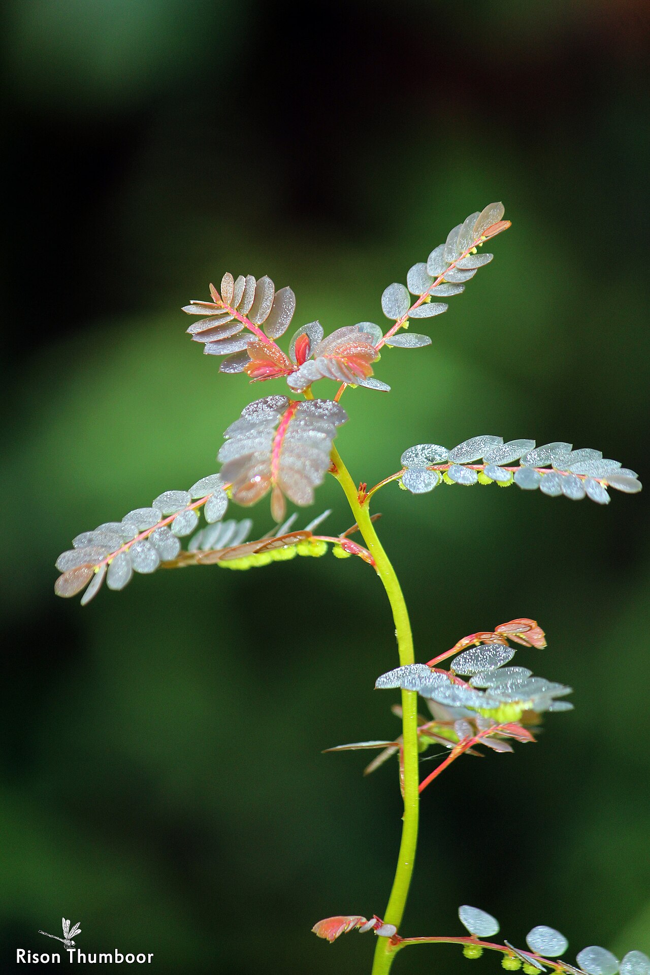 Chamber bitter: Common name: Chamber Bitter, Common leaf-flower, Shatterstone, Stone-breaker Herb. Botanical name: Phyllanthus urinaria L. Phyllanthus urinaria Family: Phyllant