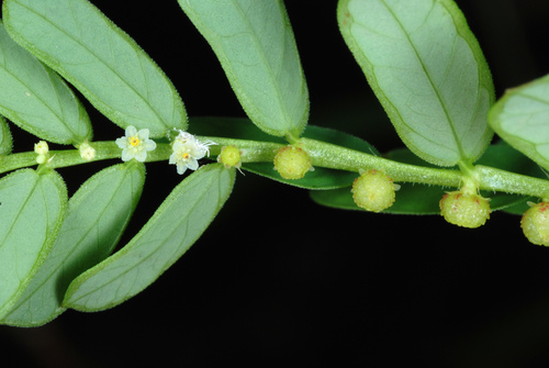 Chamber bitter (Phyllanthus urinaria)