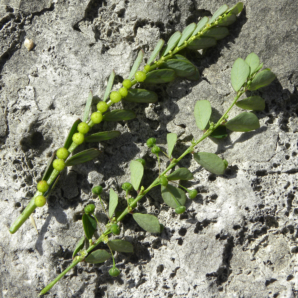 Chamber bitter (Phyllanthus urinaria)