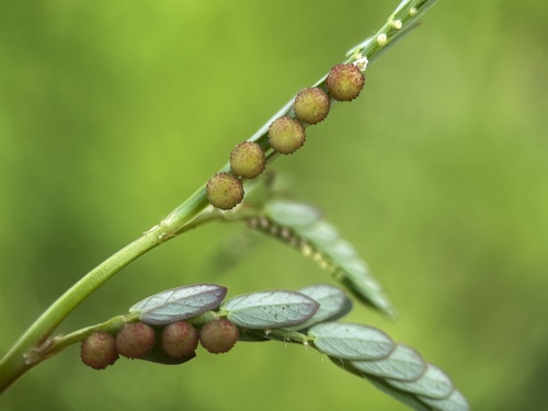 Chamber bitter (Phyllanthus urinaria)