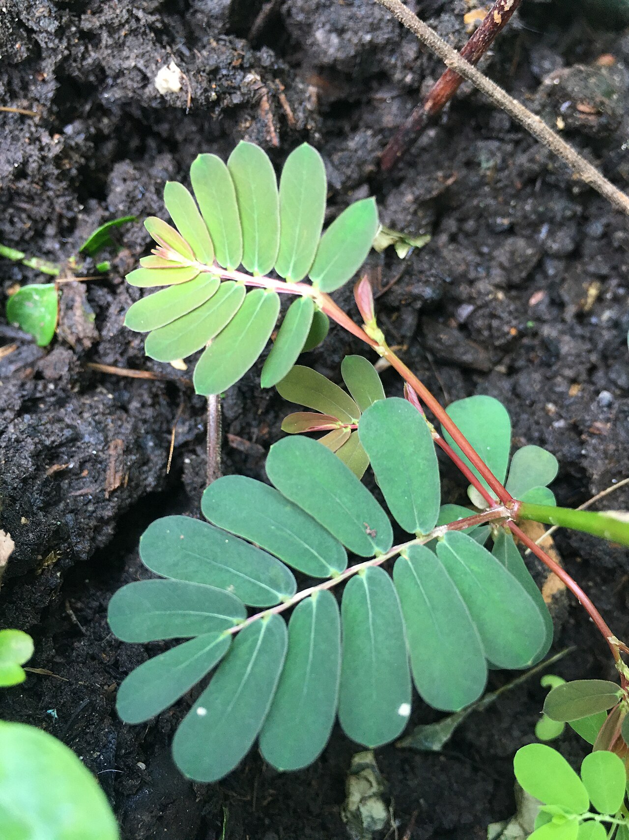 Chamber bitter: Older Phyllanthus urinaria leaves