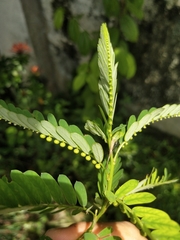 Chamber bitter (Phyllanthus urinaria)