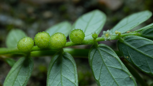 Chamber bitter (Phyllanthus urinaria)