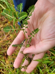 Chamber bitter (Phyllanthus urinaria)