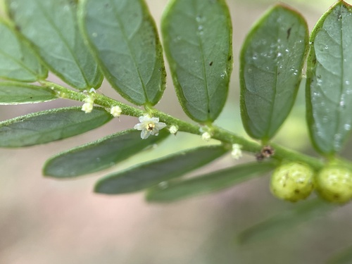Chamber bitter (Phyllanthus urinaria)