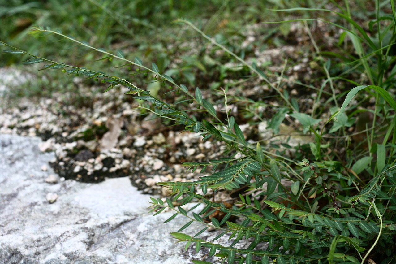 Phyllanthus ussuriensis: Phyllanthus ussuriensis at Yongamsa temple in Paju, Korea