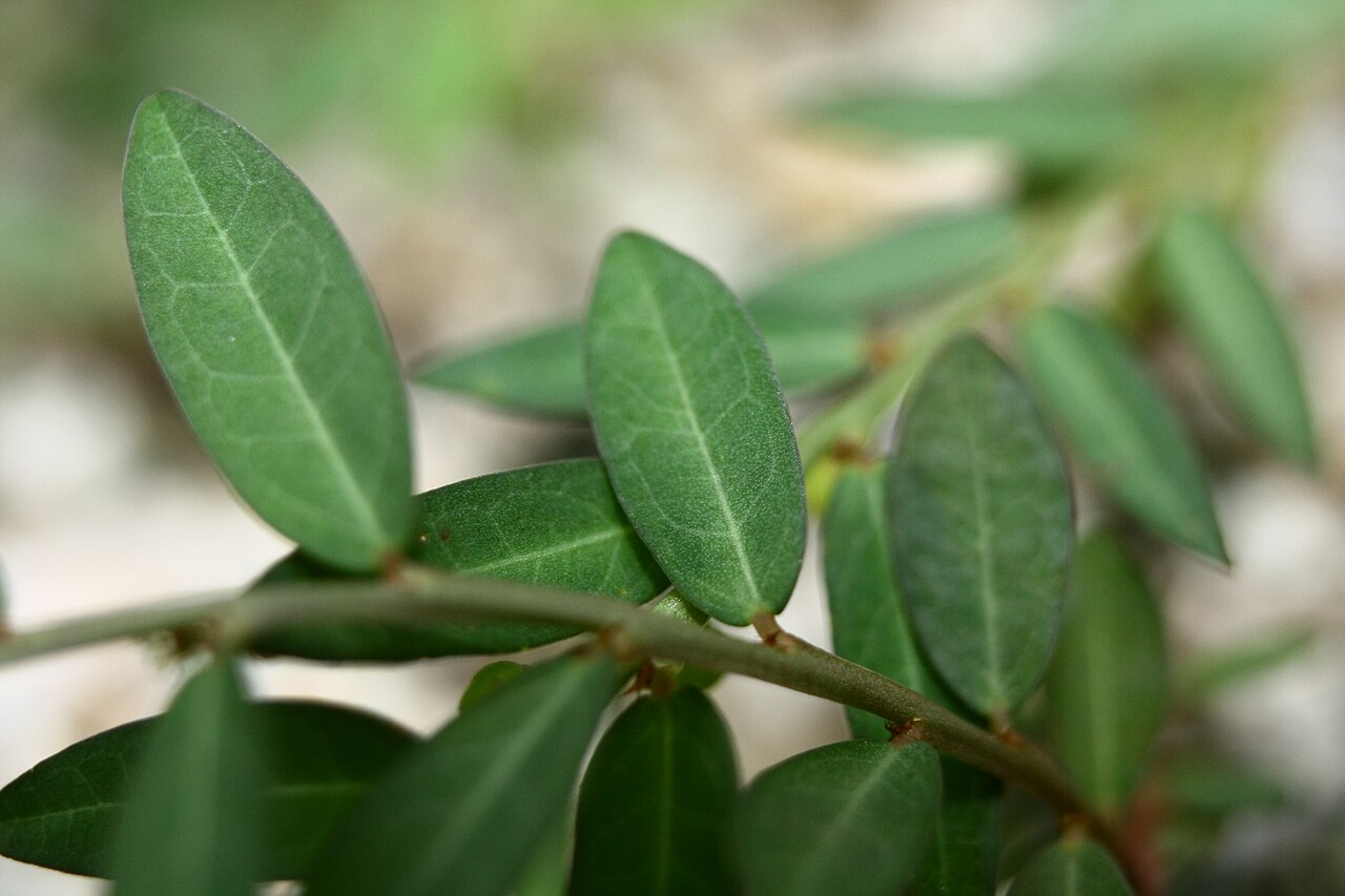 Phyllanthus ussuriensis: Phyllanthus ussuriensis at Yongamsa temple in Paju, Korea