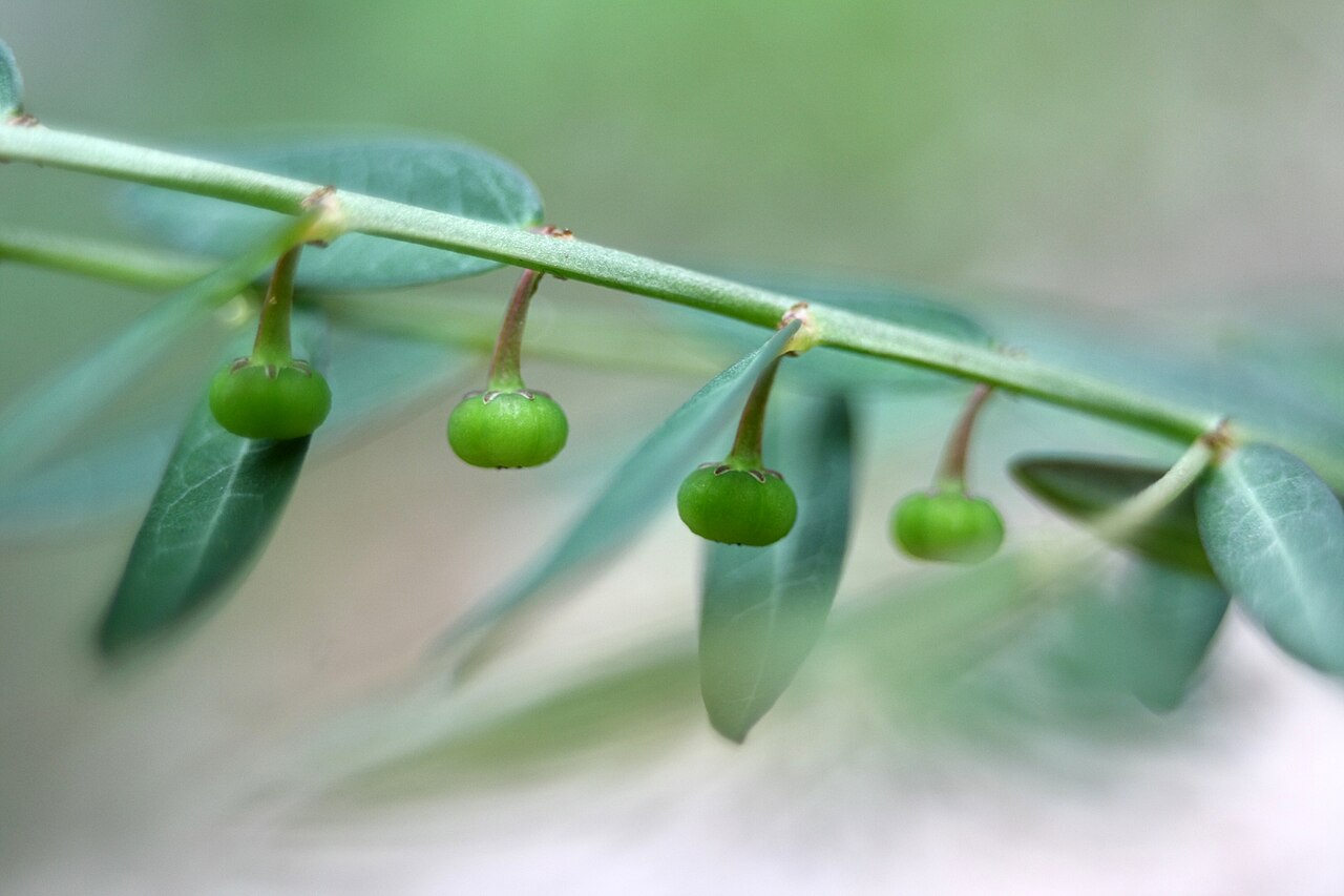 Phyllanthus ussuriensis: Phyllanthus ussuriensis at Yongamsa temple in Paju, Korea