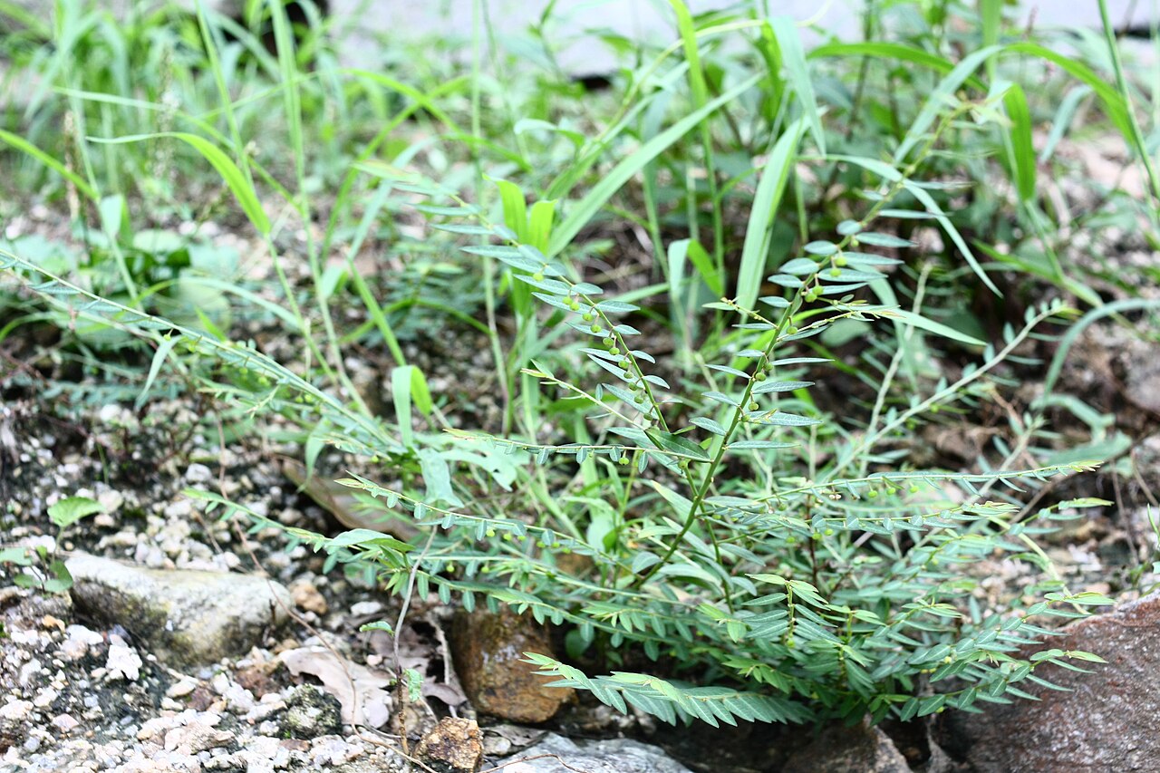 Phyllanthus ussuriensis: Phyllanthus ussuriensis at Yongamsa temple in Paju, Korea