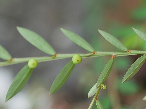 Phyllanthus ussuriensis: Phyllanthus ussuriensis:ヒメミカンソウ