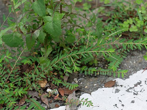 Phyllanthus ussuriensis: Phyllanthus ussuriensis:ヒメミカンソウ