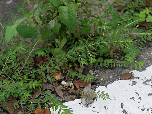 Phyllanthus ussuriensis: Phyllanthus ussuriensis:ヒメミカンソウ