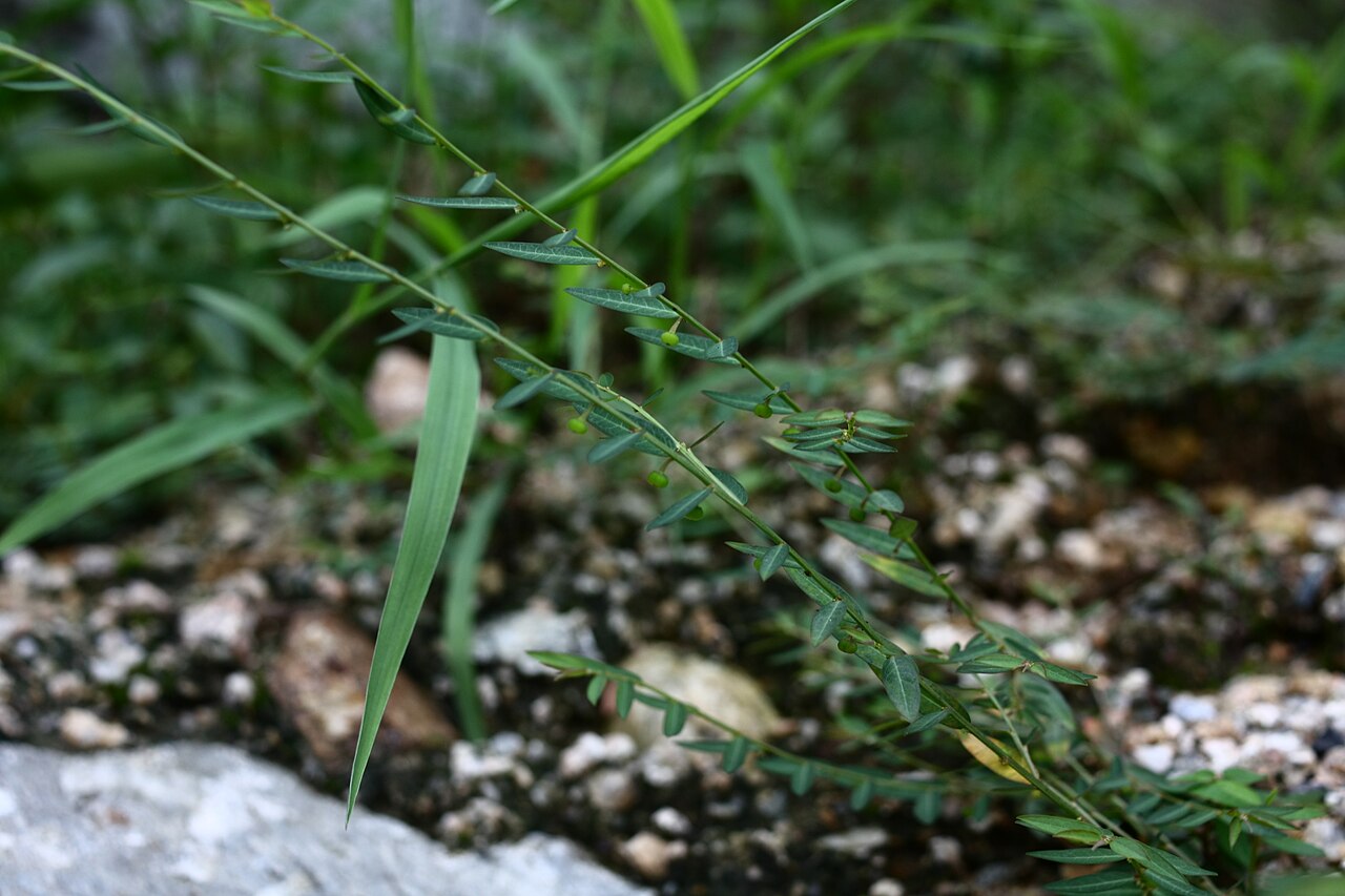 Phyllanthus ussuriensis: Phyllanthus ussuriensis at Yongamsa temple in Paju, Korea
