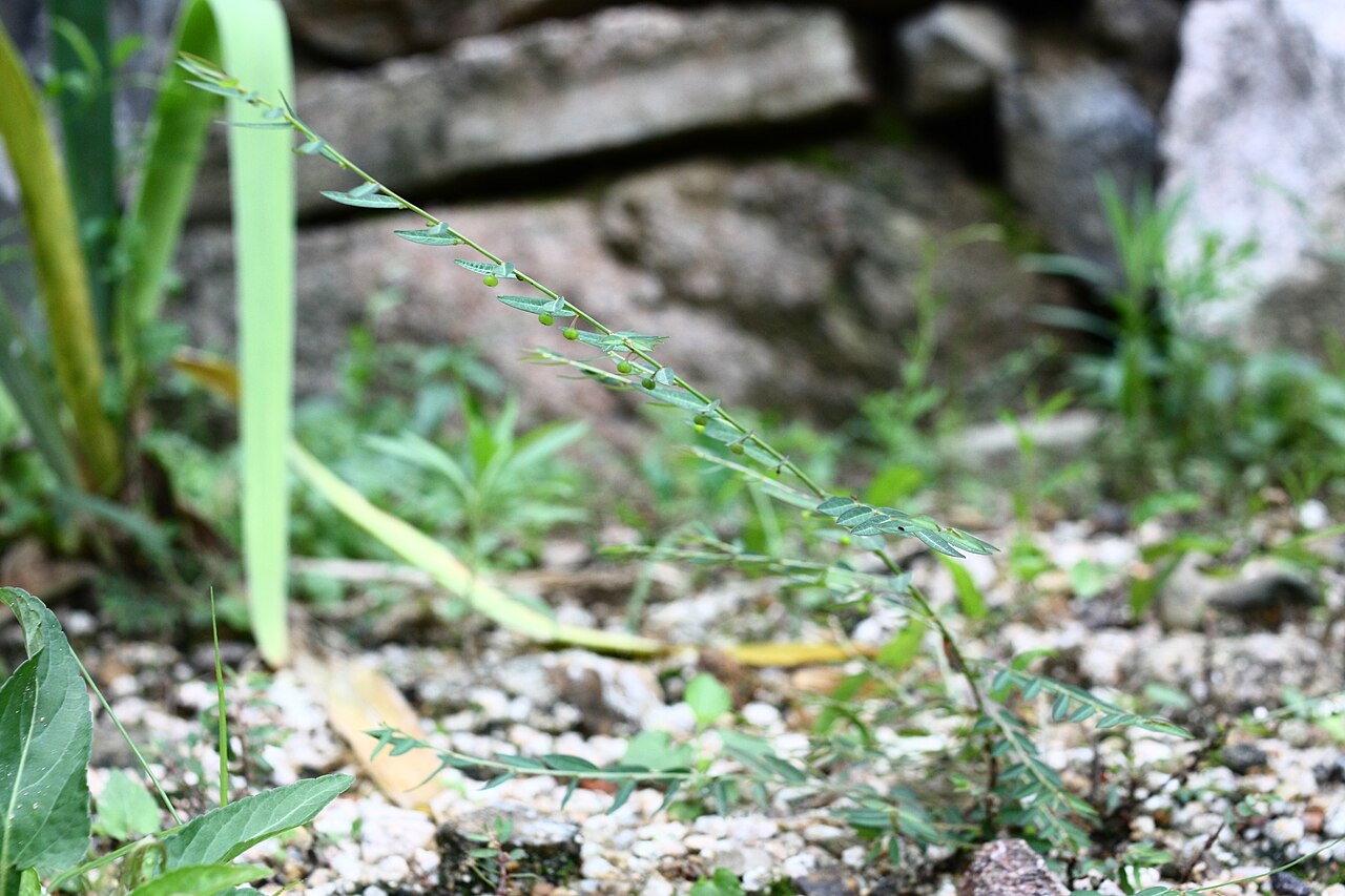 Phyllanthus ussuriensis: Phyllanthus ussuriensis at Yongamsa temple in Paju, Korea