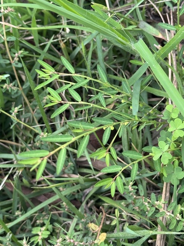 Phyllanthus ussuriensis (Phyllanthus ussuriensis)