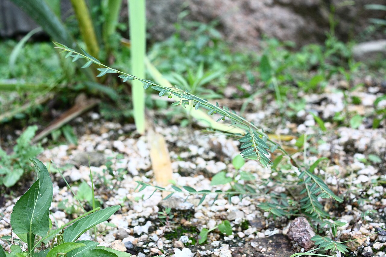 Phyllanthus ussuriensis: Phyllanthus ussuriensis at Yongamsa temple in Paju, Korea
